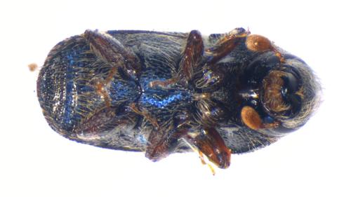 Scolytus kirschii fasciatus